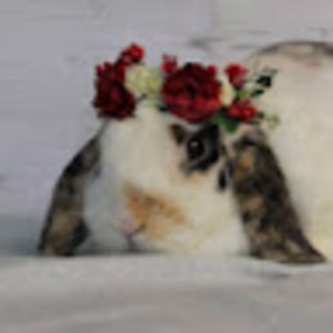 Meet your Posher, Claire